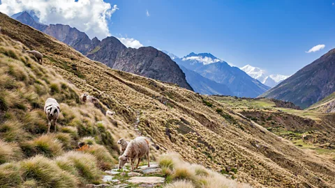 Himanshu Khagta Shauka tribesmen were traditionally farmers and shepherds (Credit: Himanshu Khagta)