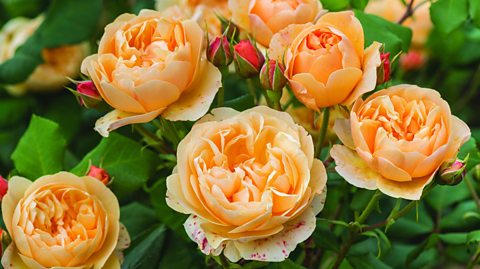 A bouquet of peach-coloured roses