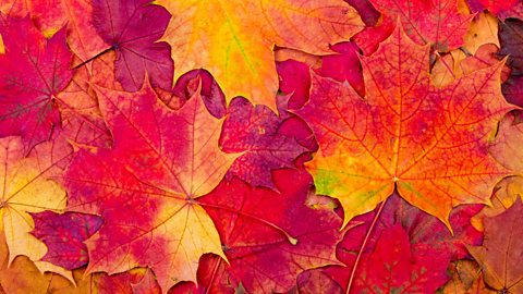 BBC Radio 4 - Four Seasons - Poetry for the Autumn equinox