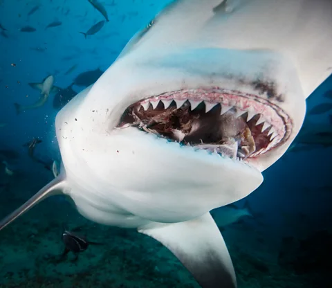 Alamy The shark's smile may not seem a likely inspiration for dental treatments - but scientists hope to find ways that we too could regenerate our teeth (Credit: Alamy)