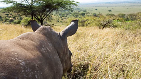 Gallo Images / Alamy A baby white rhino overlooks the plains of Kenya (Credit: Gallo Images / Alamy)