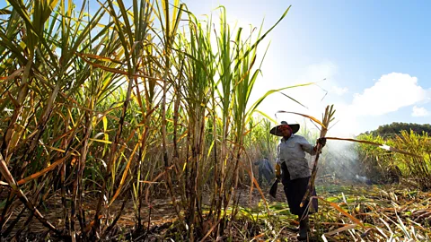 iStock Global vegetarianism might impact farmers in the developing world hardest (Credit: iStock)