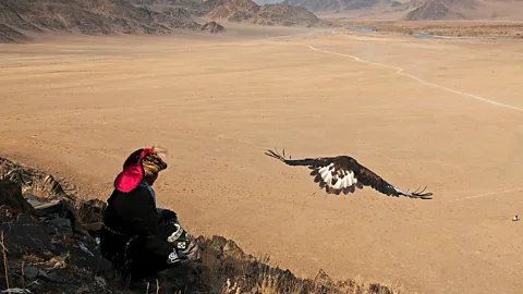 Dave Stamboulis Female eagles are the best hunters because they are more aggressive and heavier than males (Credit: Dave Stamboulis)
