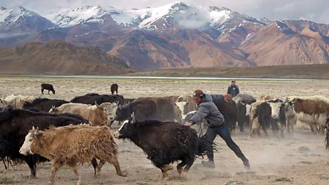 Pascal Mannaerts Pamir villagers often depend on livestock for a living (Credit: Pascal Mannaerts)