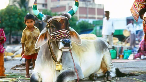 Kirsty McLaren/Alamy Stock Photo More than 20 Indian states forbid either cow slaughter, beef eating or both (Credit: Kirsty McLaren/Alamy Stock Photo)