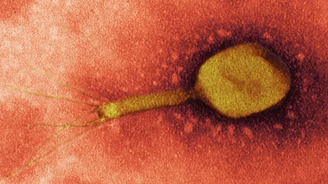 Science Photo Library Bacteriophage viruses can 'eat' bacteria from within - offering a powerful new way to battle infection (Credit: Science Photo Library)