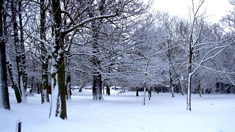 Snow covers the landscape