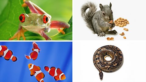 (Clockwise from top-left): Red-eyed tree frog; Grey squirrel eating nuts; Python coiled up in to a perfect circle; Shoal of clown fish.