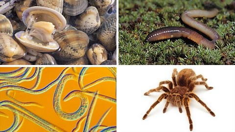 (Clockwise from top-left) Clams, earthworms, a tarantula, Caenorhabditis elegans.