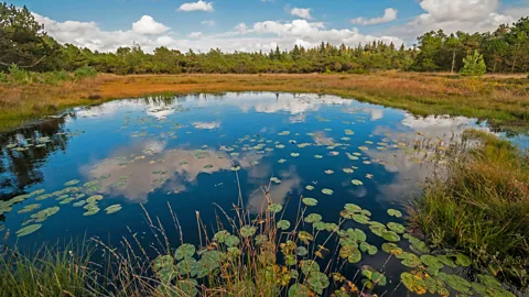 imageBROKER / Alamy Stock Photo Most bog bodies were discovered between 1800 and 1960 by harvesters burning peat (Credit: imageBROKER / Alamy Stock Photo)