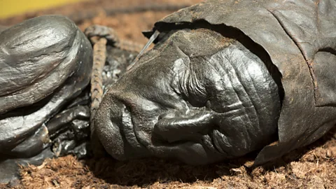 Tim Graham / Getty Approximately 2,400 years old, Tollund Man is part of an exhibit in Silkeborg (Credit: Tim Graham / Getty)