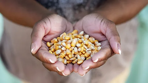 iStock More and more people are getting their food from a small variety of crops such as corn (Credit: iStock)