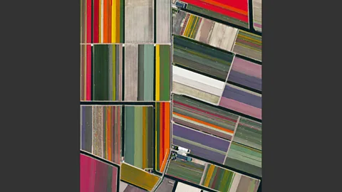 Tulip far, Lisse, The Netherlands