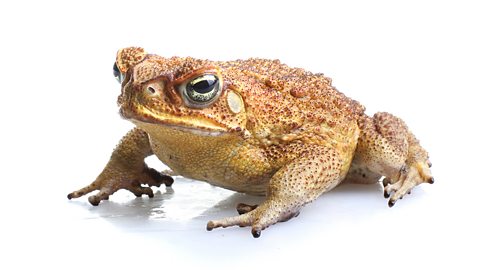 Cane Toad - Bufo marinus - also known as a giant neotropical or marine toad, on white background.