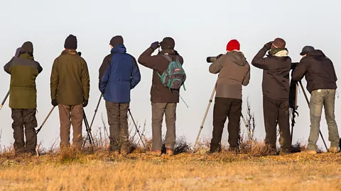 Alamy Birders express deep frustration at missing out on an extremely elusive bird, aka a ‘crippler’ that others have spotted (Credit: Alamy)