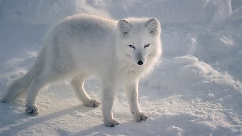 Animal adaptation to the tundra climage - Tundra regions of the