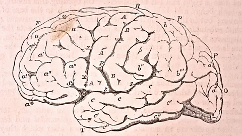 Getty Images We have around 100 billion neurons, giving us a huge brain compared to our relatively puny bodies (Credit: Getty Images)