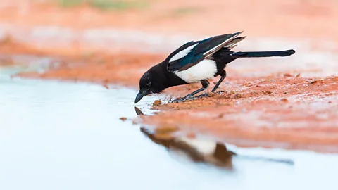 Getty Images Magpies are known to be among some of the most cognitively advanced birds (Credit: Getty Images)