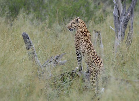 Photograph of a leopard in a grassland standing on a fallen tree trunk