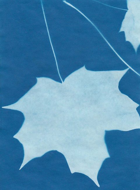 Cyan blue silhouettes of maple leaves against a blue background