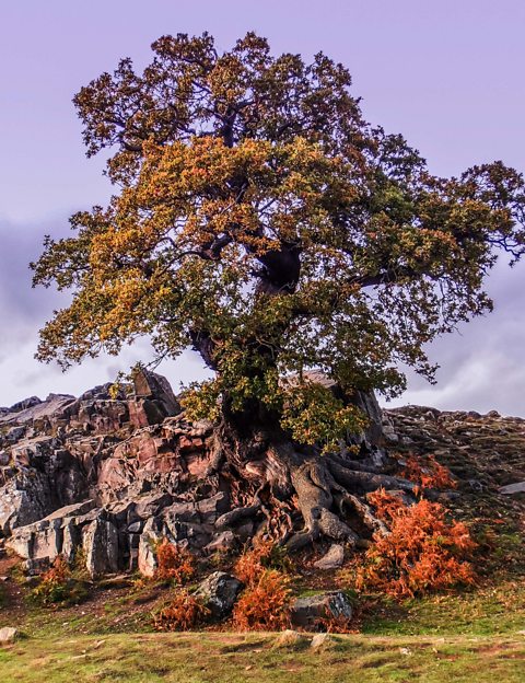 Landscape photograph of a tree growing from a rocky outcrop