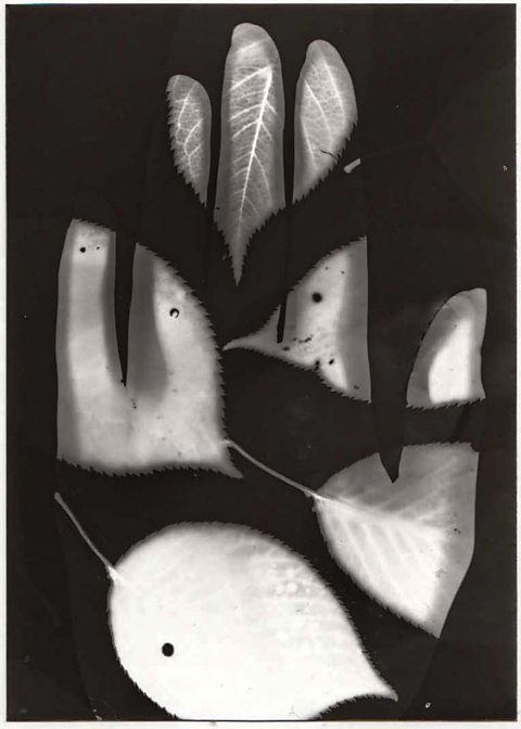 Black and white photogram of leaf outlines superimposed onto a handprint