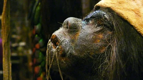 david__jones/Flickr Six shrunken human heads are on display, their hair and eyelashes still in place (Credit: david__jones/Flickr)