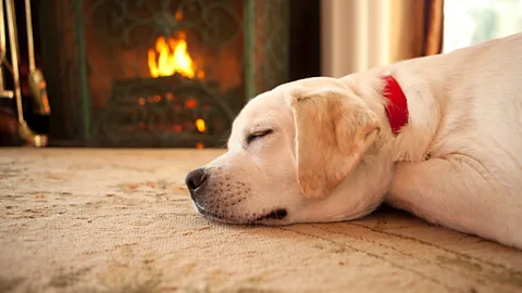 iStock Animals do not have the same ability to "think" themselves into another time and place (Credit: iStock)