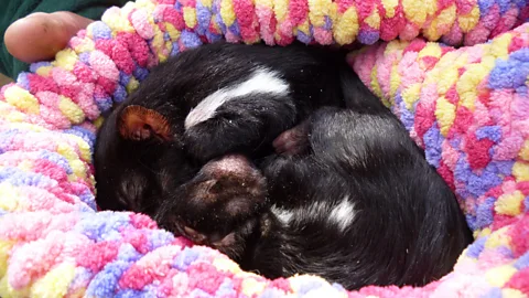 Georgina Kenyon Writer Georgina Kenyon lives on the edge of a forest in Australia’s Blue Mountains. At a nearby sanctuary, she photographs these baby Tasmanian devils (Credit: Georgina Kenyon)