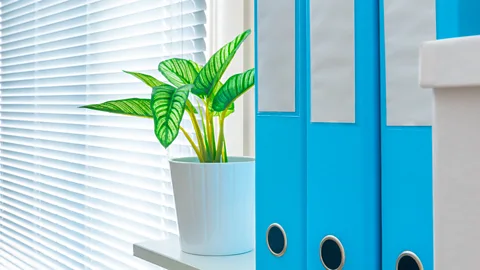 Alamy Incorporating nature into your office doesn’t have to be a costly exercise (Credit: Alamy)