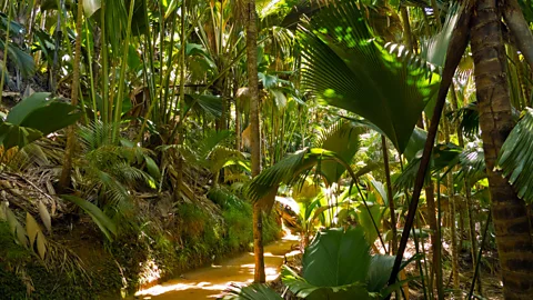 So Seychelles/flickr The Vallée de Mai has remained largely untouched by humans (Credit: So Seychelles/flickr)
