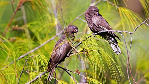 blickwinkel/Alamy The highly endangered black parrot builds its nest in the coco de mer tree (Credit: blickwinkel/Alamy)