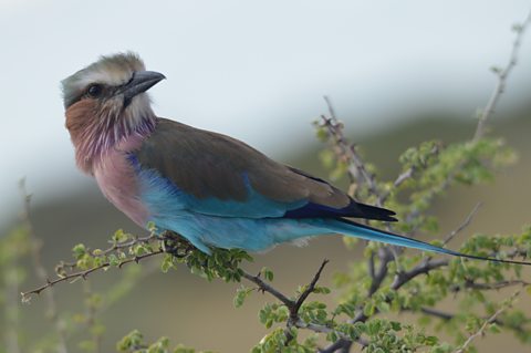 Student wildlife photograph of a bird