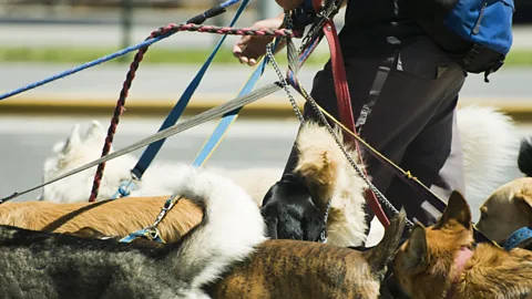 Getty Images Would you take in pets while their owners are away to earn extra money for a house downpayment? (Credit: Getty Images)