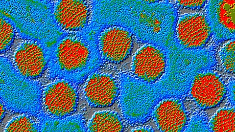 Alamy Dosing up on vitamin C does not even help us fight the common cold (Credit: Alamy)