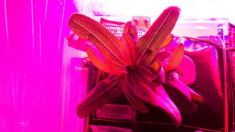 Nasa A batch of zinnia flowers grown on the ISS this year (Credit: Nasa)