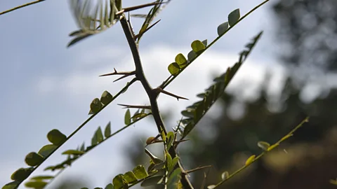 Dave Stamboulis (Credit: Dave Stamboulis)