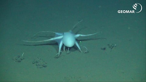 'Casper octopod under threat from deep sea mining' - BBC News