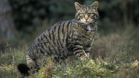 Scottish wildcats