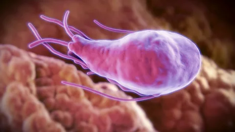 Science Photo Library The giardia parasite can be picked up from contaminated water and causes chronic diarrhea (Credit: Science Photo Library)