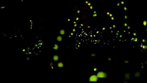 Jingle photography/Getty There are 19 species of fireflies in the Smokies (Credit: Jingle photography/Getty)