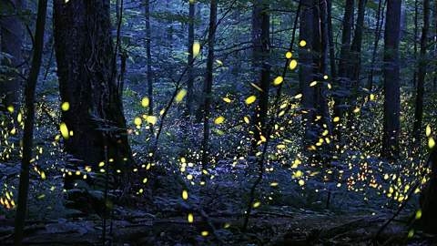 Radim Schreiber (Event Photo The Smokies offer the most dramatic display of synchronous fireflies (Credit: Radim Schreiber (Event Photo)