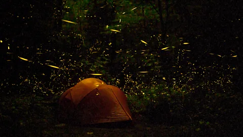Floris Van Breugel/Nature Picture Library/Getty The fireflies wait until nighttime to put on their stunning performance (Credit: Floris Van Breugel/Nature Picture Library/Getty)