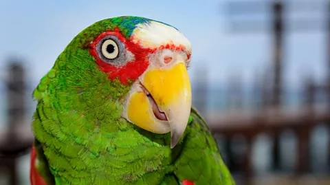 Alamy Bird or smoke alarm? Some species of parrot can confuse an AI with their remarkably good ability to imitate an alarm's beeps (Credit: Alamy)
