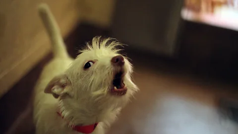 Getty Images The team worked with vets to track down and record the barks of as many different breeds of dog as they could, from Pekinese to Great Danes (Credit: Getty Images)