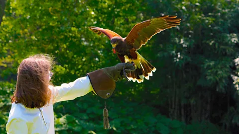 Daniel Nugent/Flickr Falconry metaphors provide a basis for many familiar , such as "take flight" (Credit: Daniel Nugent/Flickr)
