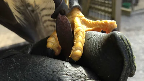 Andrew Evans The phrase "wrapped around your little finger" has its origins in falconry (Credit: Andrew Evans)