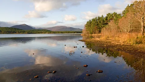 Alamy Until recently, it was not uncommon to find the remnants of Molotov cocktails in peaceful Loch Morlich (Credit: Alamy)