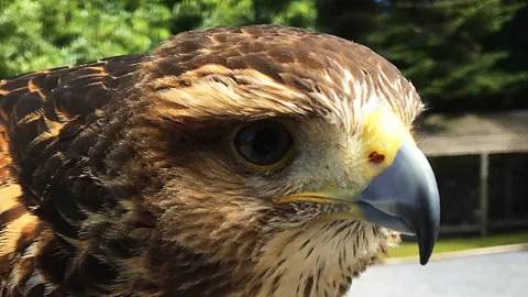 Andrew Evans A hawk’s eyesight is ten times stronger than a human’s (Credit: Andrew Evans)