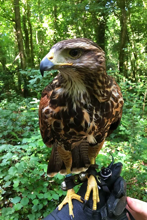 Andrew Evans The art of falconry has offered the English language several idiomatic phrases (Credit: Andrew Evans)